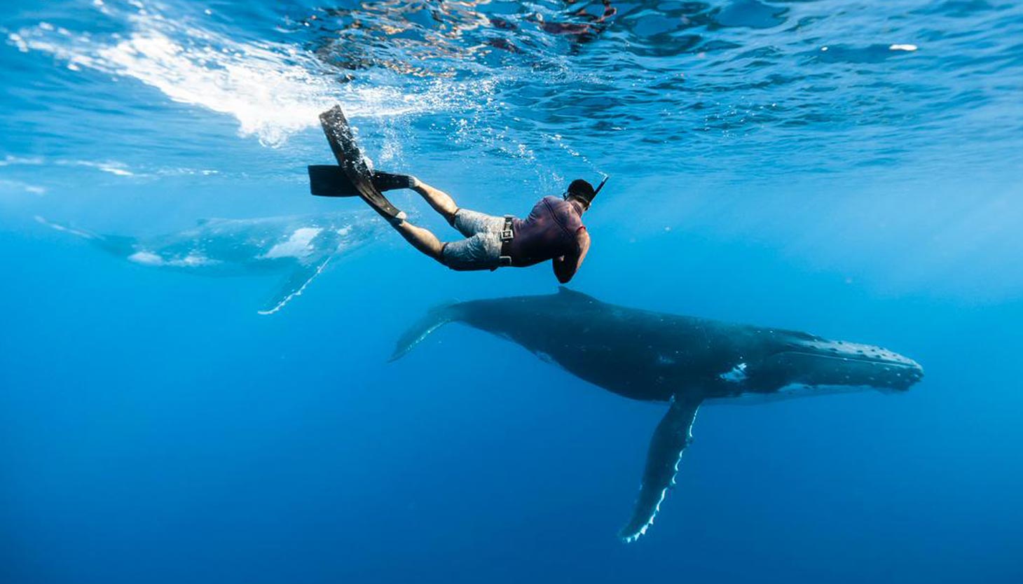 whale-watching-swimming